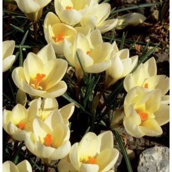 Bulbi crocus Cream Beauty - Pachet 10 bucăți Bulbi crocus Cream Beauty - Pachet 10 bucăți