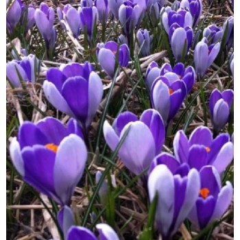 Bulbi crocus Whale Shark - Pachet 10 bucăți Bulbi crocus Whale Shark - Pachet 10 bucăți