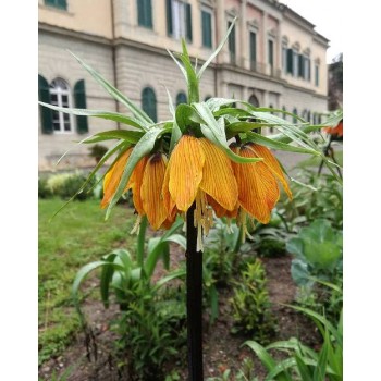 Bulbi fritillaria Striped Beauty - 1 bucată, bulbi MARI Bulbi fritillaria Striped Beauty - 1 bucată, bulbi MARI
