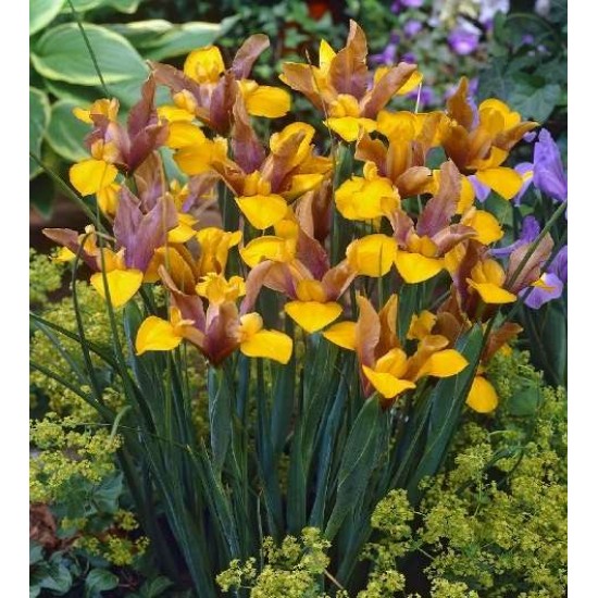 Bulbi iris hollandica Bronze Perfection - Pachet 10 bucăți