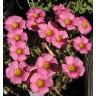 Bulbi oxalis obtusa - Pachet 3 bucăți, bulbi mici (asa este soiul)