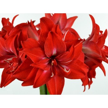 Bulbi hippeastrum (amaryllis) Double Delicious - 1 bucată