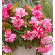 Bulbi begonii Pink Balcony - 1 bucată Bulbi begonii Pink Balcony - 1 bucată