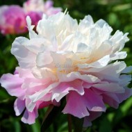 Bujori Catharina Fontijn - 1 bucată (rizomi)