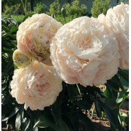 Bulbi (rizomi) bujori Solange - 1 bucată