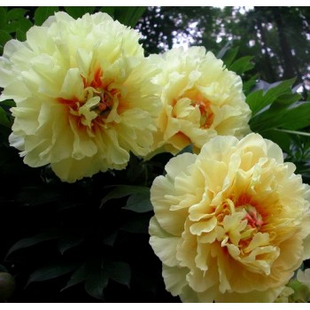 Bulbi (rizomi) bujori galbeni itoh Garden Treasure - 1 bucată, rădăcini mari, viguroase Bulbi (rizomi) bujori galbeni itoh Garden Treasure - 1 bucată, rădăcini mari, viguroase