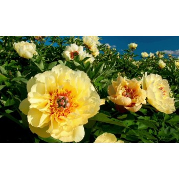 Bulbi (rizomi) bujori galbeni itoh Garden Treasure - 1 bucată, rădăcini mari, viguroase Bulbi (rizomi) bujori galbeni itoh Garden Treasure - 1 bucată, rădăcini mari, viguroase