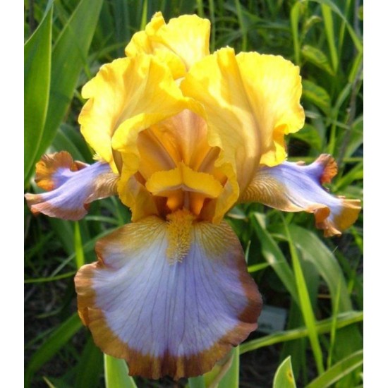 Bulbi iris germanica Brown Lasso - 1 bucată