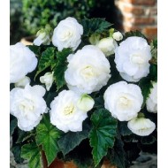 Bulbi begonii duble albe - 1 bucată, bulbi FOARTE MARI!