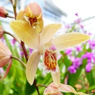 Bulbi bletilla (orhidee de gradina) Penway Sunset - 1 bucată