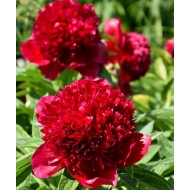 Bulbi (rizomi) bujori Red Charm - 1 bucată Bulbi (rizomi) bujori Red Charm - 1 bucată