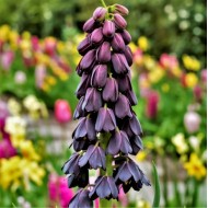 Bulbi fritillaria persica Adiyaman - 1 bucată, bulbi mari