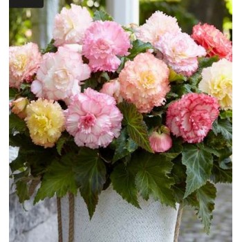 Bulbi begonii Samba mixta - 1 bucată