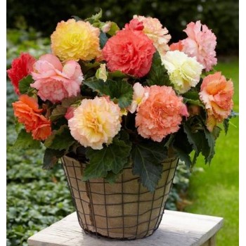 Bulbi begonii Samba mixta - 1 bucată