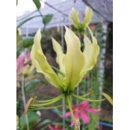 Bulbi gloriosa Lime - 1 bucată