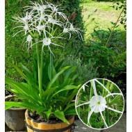 Bulbi hymenocallis Harrisiana - 1 bucată, flori PARFUMATE Bulbi hymenocallis Harrisiana - 1 bucată, flori PARFUMATE