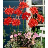 Bulbi nerine sarniensis corusca Major - 1 bucată, marimea a II-a Bulbi nerine sarniensis corusca Major - 1 bucată, marimea a II-a