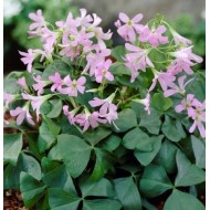 Bulbi oxalis Amber ® - Pachet 5 bucăți