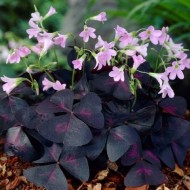 Bulbi oxalis Sunny ® - Pachet 5 bucăți