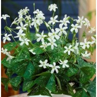 Bulbi oxalis Irish Mist ® - Pachet 5 bucăți