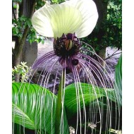 Bulbi tacca integrifolia - 1 bucată Bulbi tacca integrifolia - 1 bucată