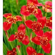Bulbi tigridia pavonia speciosa - Pachet 10 bucăți Bulbi tigridia pavonia speciosa - Pachet 10 bucăți