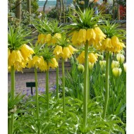 Bulbi fritillaria lutea maxima - 1 bucată, bulbi MARI