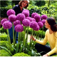 Bulbi allium Gladiator - 1 bucată !!! Bulbi allium Gladiator - 1 bucată !!!