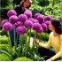 Bulbi allium Gladiator - 1 bucată !!!