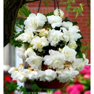 Bulbi begonii cascade alba - 1 bucată, bulbi MARI Bulbi begonii cascade alba - 1 bucată, bulbi MARI