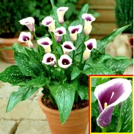 Bulbi cale (zantedeschia) Picasso - 1 bucată