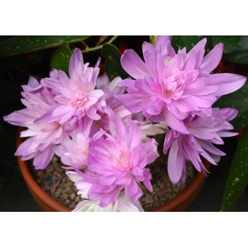 Bulbi colchicum Waterlily (brândușă de toamnă) - 1 bucată, flori trecute Bulbi colchicum Waterlily (brândușă de toamnă) - 1 bucată, flori trecute