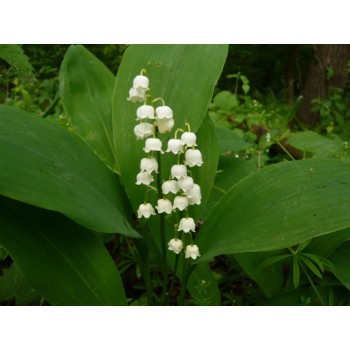 Bulbi (radacini) lacramioare (margaritar) c. majalis - Pachet 5 bucăți