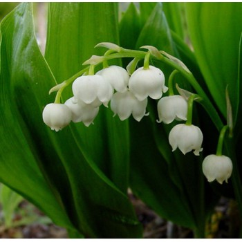 Bulbi (radacini) lacramioare (margaritar) c. majalis - Pachet 5 bucăți
