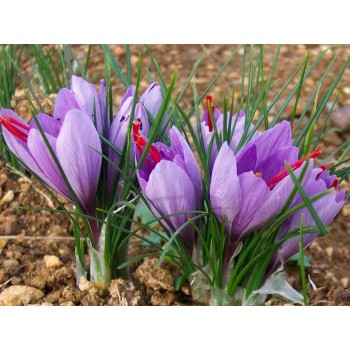 Bulbi crocus sativus (șofran) - Pachet 10 bucăți, înfloresc toamna Bulbi crocus sativus (șofran) - Pachet 10 bucăți, înfloresc toamna