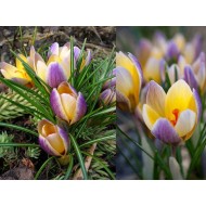 Bulbi crocus Advance - Pachet 10 bucăți