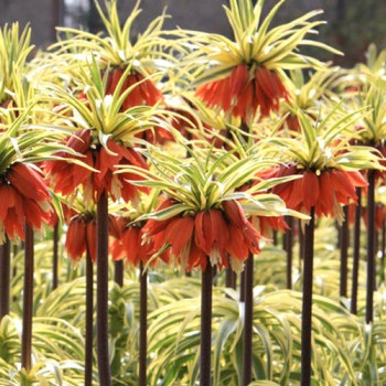 Bulbi fritillaria aureomarginata (frunze variegate) - FOARTE RARA - 1 bucată Bulbi fritillaria aureomarginata (frunze variegate) - FOARTE RARA - 1 bucată