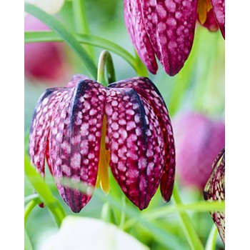 Bulbi fritillaria meleagris mix - Pachet 10 bucăți Bulbi fritillaria meleagris mix - Pachet 10 bucăți