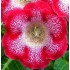 Bulbi gloxinii tigrina rosie - 1 bucată Bulbi gloxinii tigrina rosie - 1 bucată