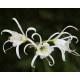 Bulbi hymenocallis festalis - 1 bucată, flori PARFUMATE
