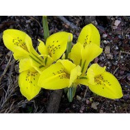 Bulbi iris danfordiae - Pachet 10 bucăți