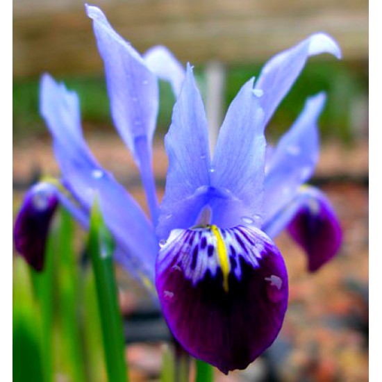 Bulbi iris reticulata Halkis - Pachet 10 bucăți