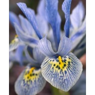 Bulbi iris Katharine Hodgkin - Pachet 10 bucăți