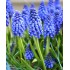 Bulbi muscari armeniacum - Pachet 10 bucăți