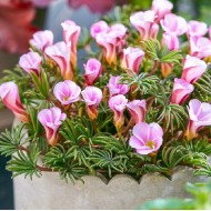 Bulbi oxalis Autumn Pink - Pachet 3 bucăți, bulbi mici (asa este soiul) Bulbi oxalis Autumn Pink - Pachet 3 bucăți, bulbi mici (asa este soiul)