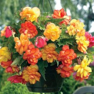 Bulbi begonii Golden Balcony - 1 bucată Bulbi begonii Golden Balcony - 1 bucată