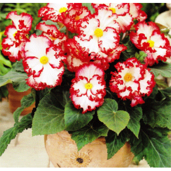 Bulbi begonii crispa marginata alb - rosu - 1 bucată