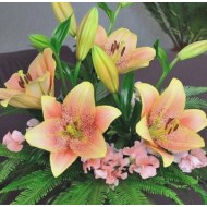 Bulbi crini Sweet Desire - 1 bucată Bulbi crini Sweet Desire - 1 bucată