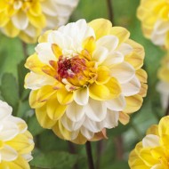 Bulbi dalii Double Jill - 1 bucată