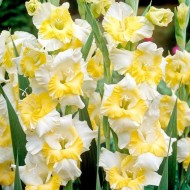 Bulbi gladiole Buggy ® - Pachet 5 bucăți, bulbi MARI Bulbi gladiole Buggy ® - Pachet 5 bucăți, bulbi MARI
